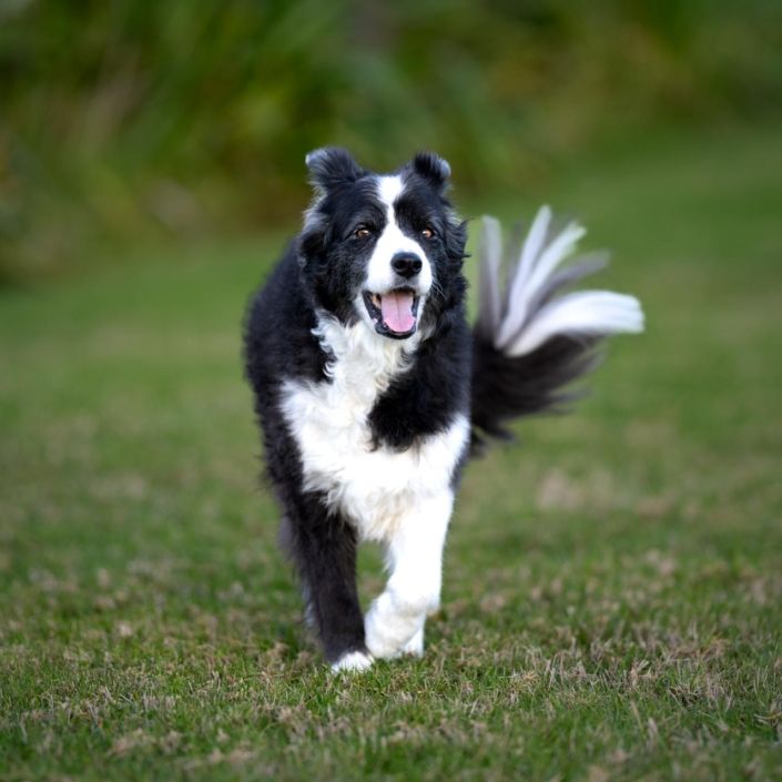 Dog photographer Auckland