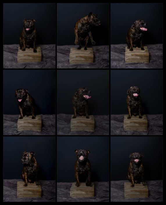 Dog photographer Auckland