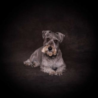 Cats and Dogs Photography