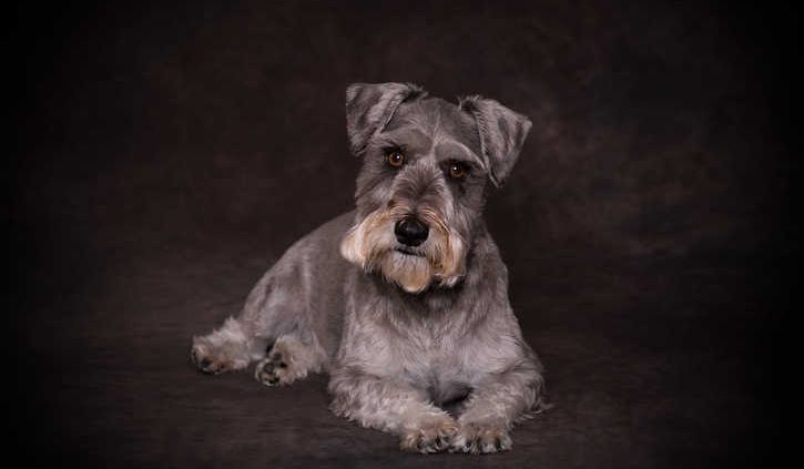 Cats and Dogs Photography