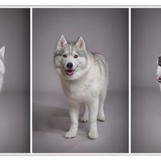 Professional photographer - Auckland studio