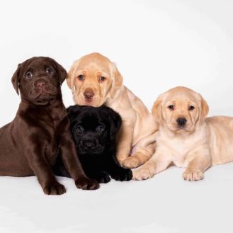 Dogs & Pets Photography Auckland