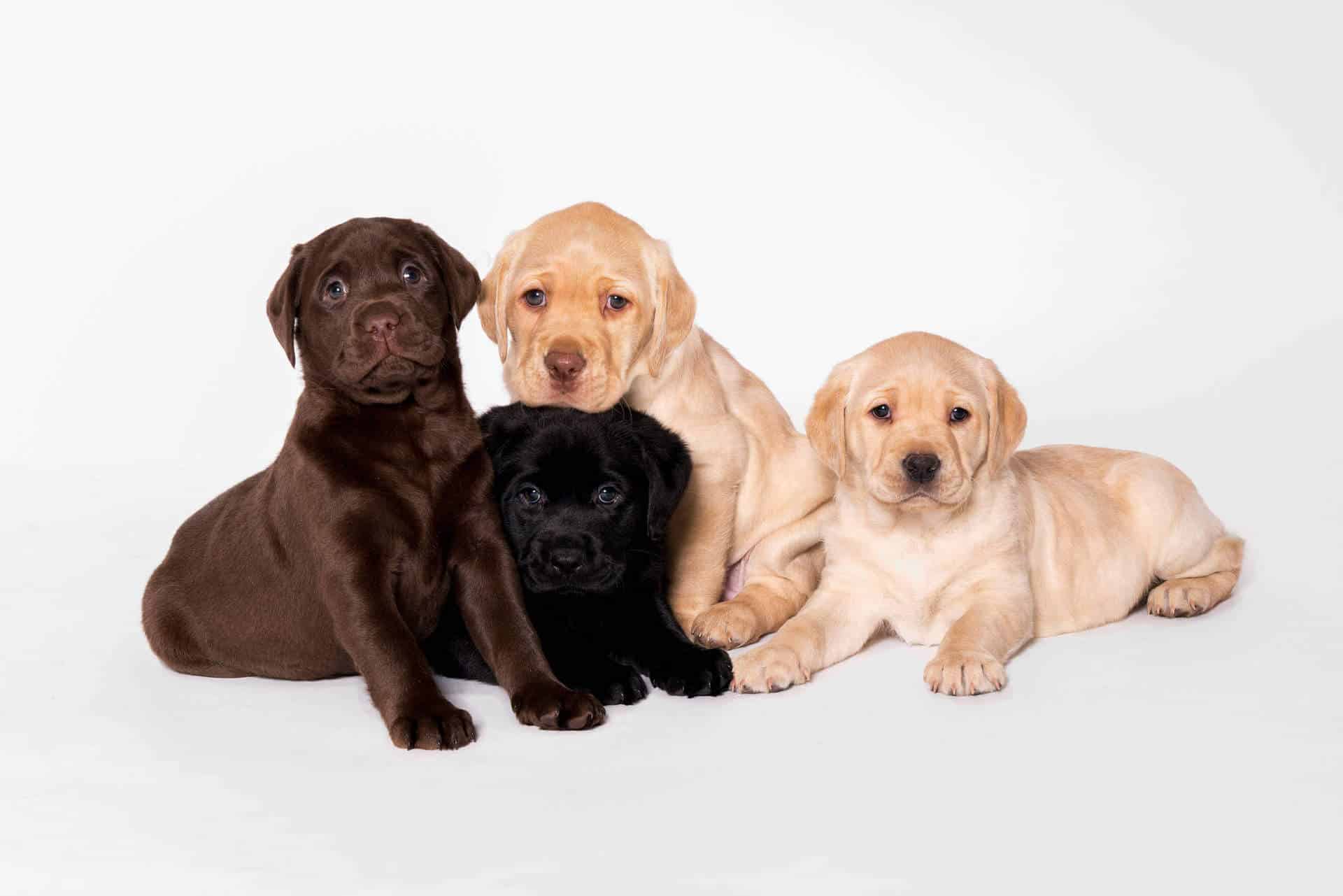 Dogs & Pets Photography Auckland