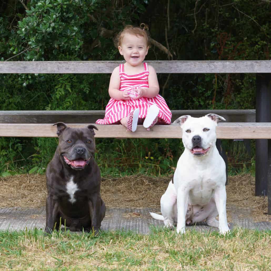 Pet Photographer Auckland