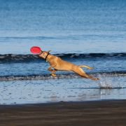 Pet Photography Auckland