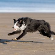 Pet photography North Shore