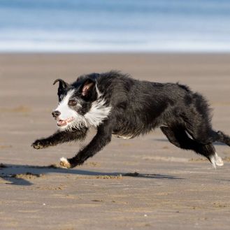 Pet photography North Shore