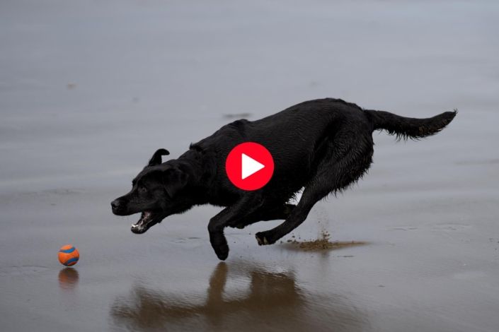 Dog Photography Auckland