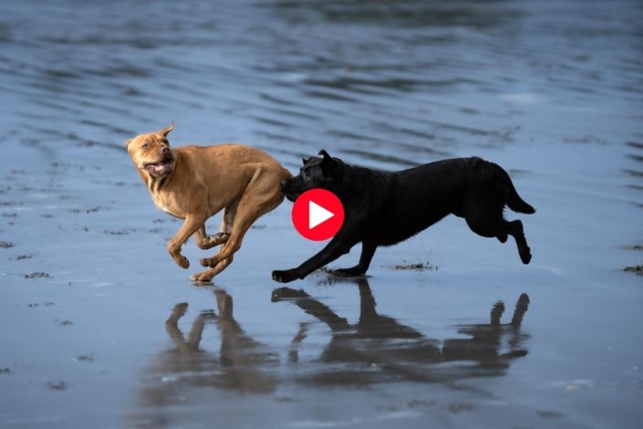 Dog Photography Auckland