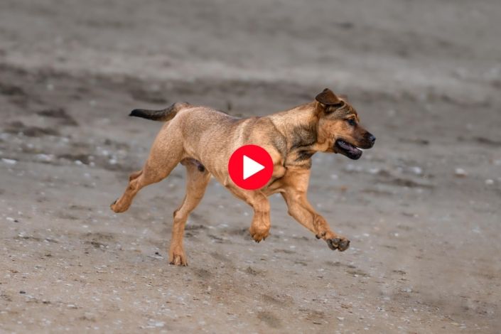 Dog Photography Auckland