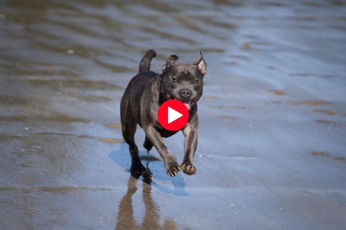 Dog Photography Auckland