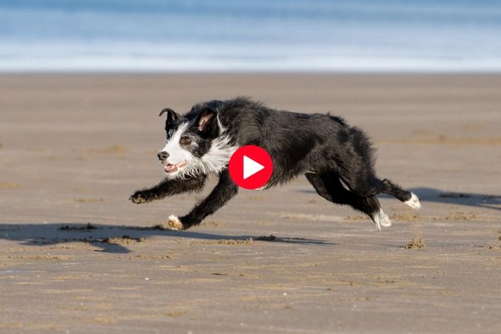 Dog Photography Auckland