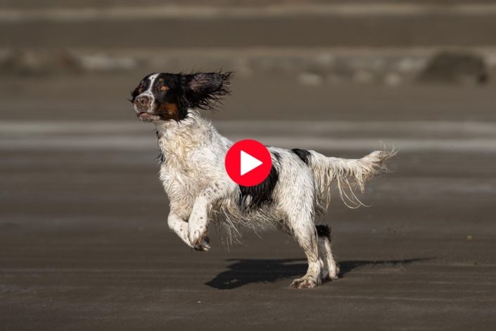 Dog Photography Auckland