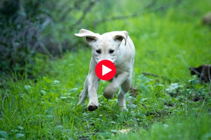 Dog photographer North Shore