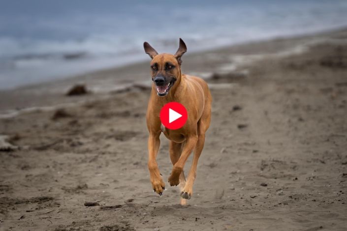 Dog Photography Auckland