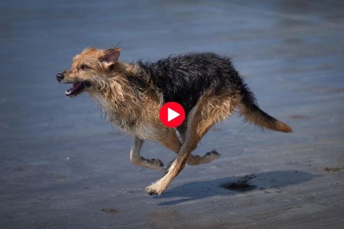 Dog Photography Auckland