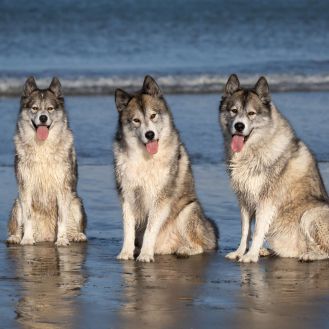 Dog photographer North Shore