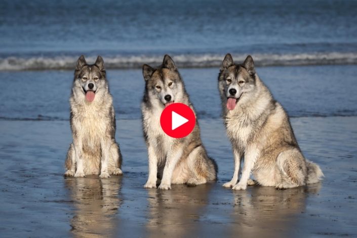 Dog photographer North Shore