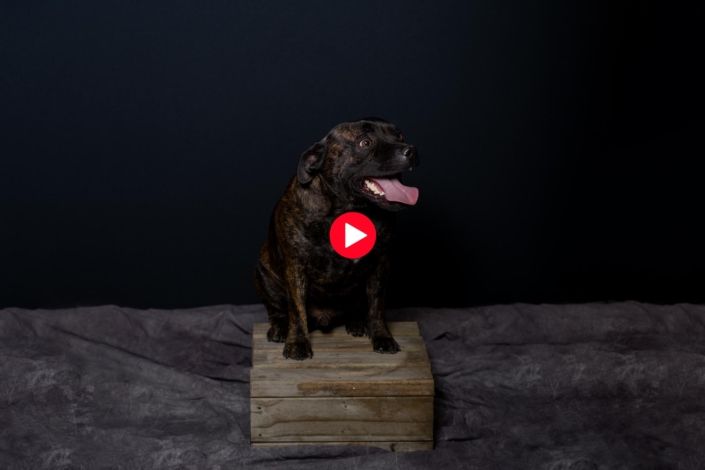 Dog Photography Auckland