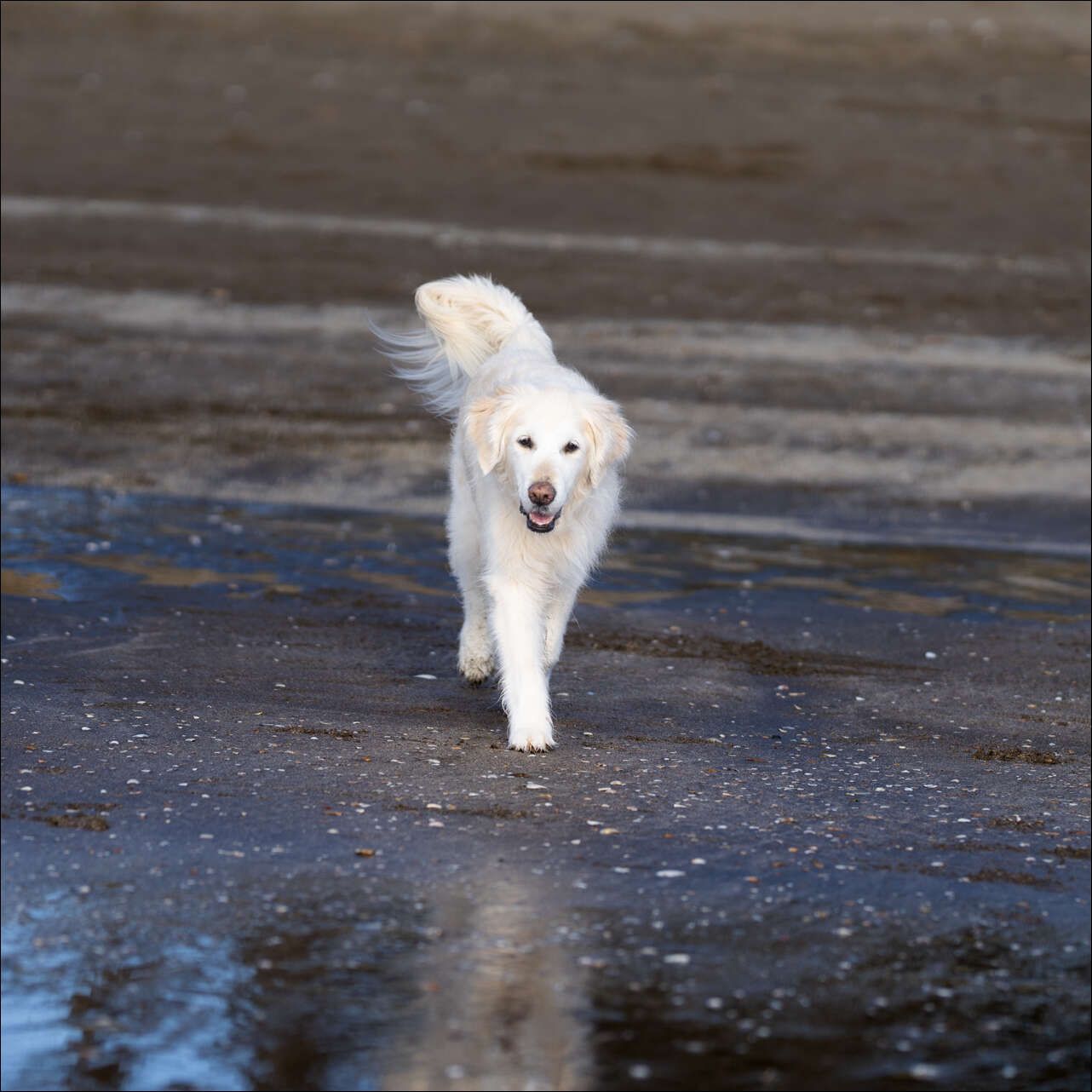 Dog Photography Auckland