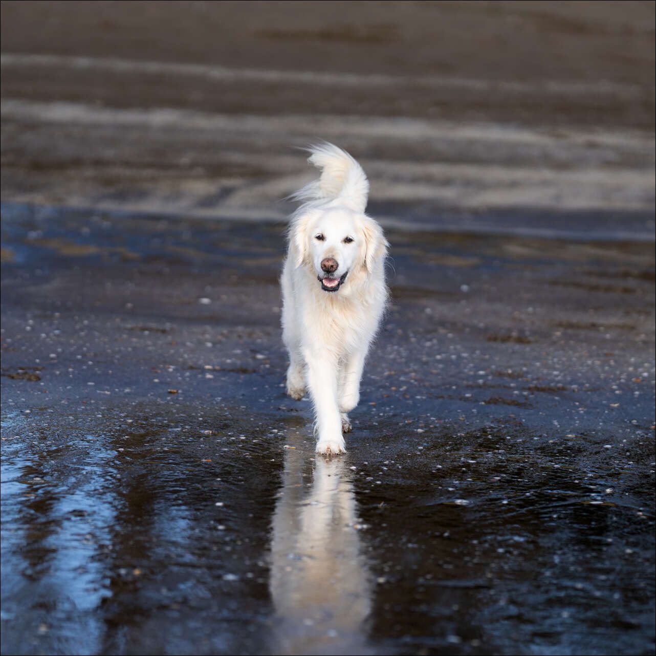 Dog Photography Auckland