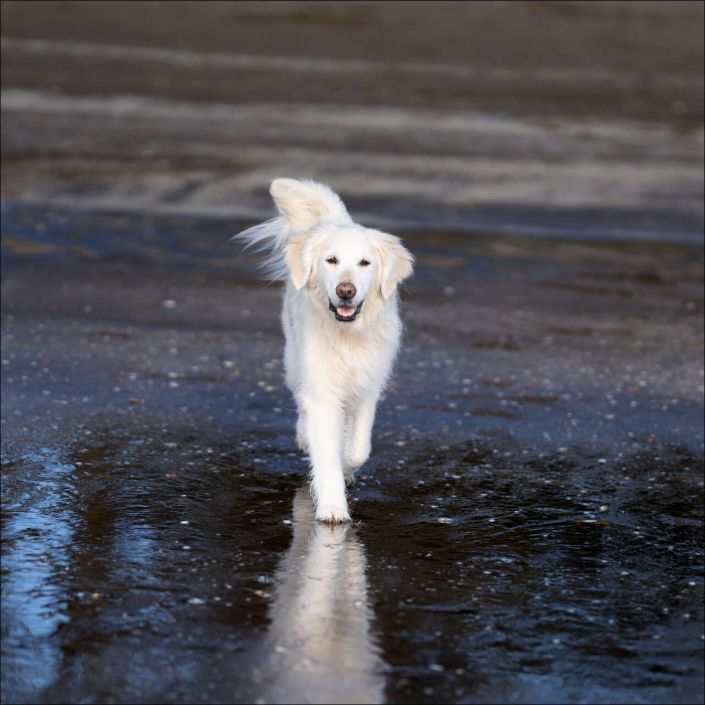 Dog Photography Auckland