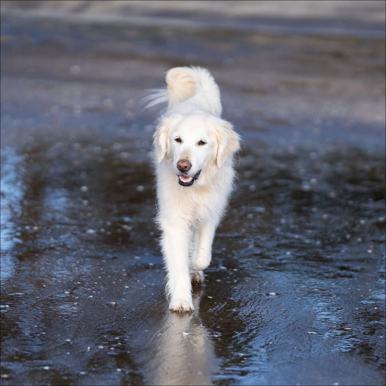 Dog Photography Auckland