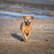 Pet Photographer North Shore