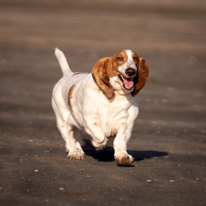 Dog Photographer Auckland
